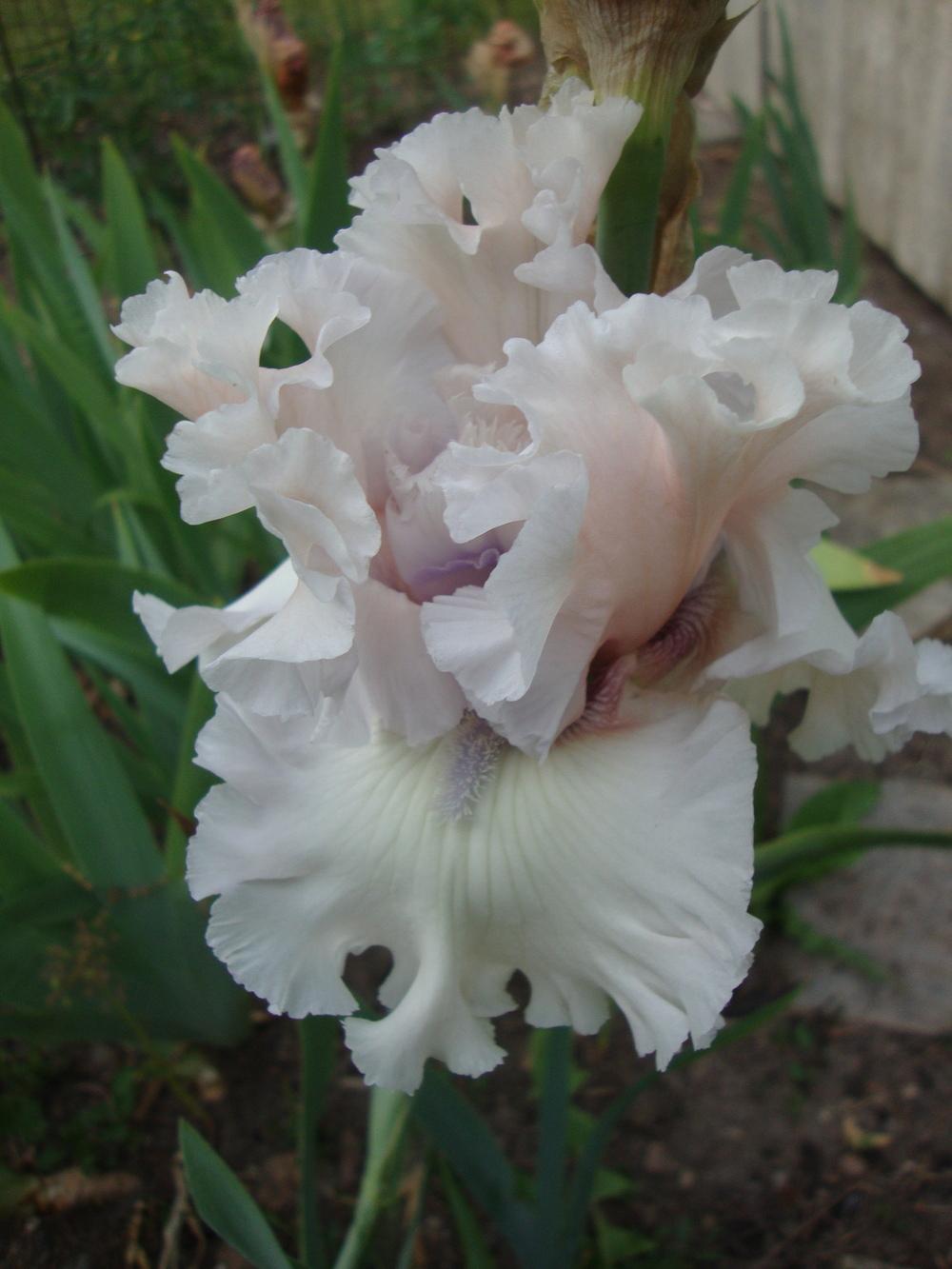 Photo of Tall Bearded Iris (Iris 'Beauty Within') uploaded by Paul2032