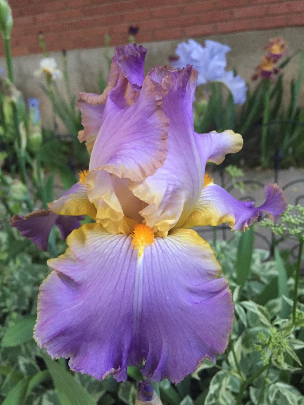 Photo of Tall Bearded Iris (Iris 'All About Spring') uploaded by SpringGreenThumb
