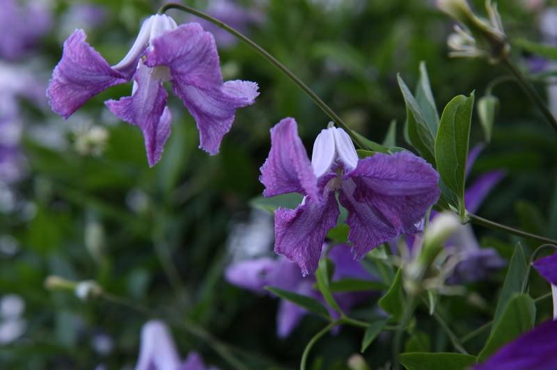 Photo of Clematis (Clematis viticella 'Betty Corning') uploaded by pitimpinai