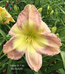 Thumb of 2017-06-02/scflowers/e480be