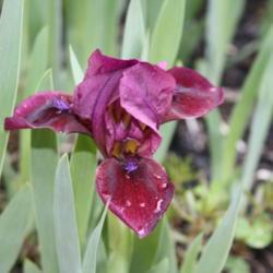 Location: My Garden, Ontario, Canada
Date: 2017-06-01
A little iris that has been in my garden for close to 25 years.