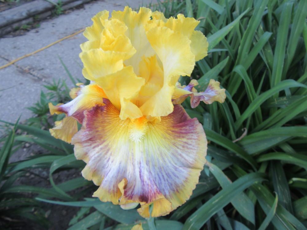 Photo of Tall Bearded Iris (Iris 'Colour Bazaar') uploaded by tveguy3