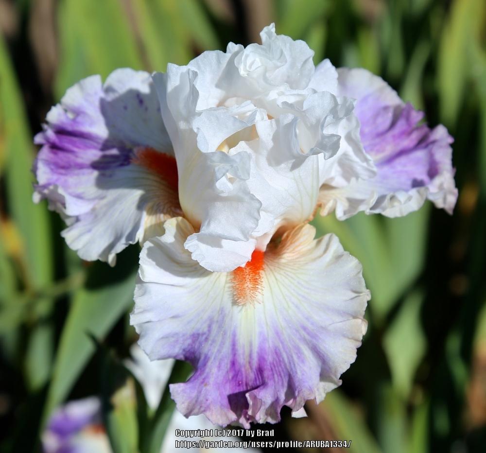 Photo of Tall Bearded Iris (Iris 'Star Maker') uploaded by ARUBA1334