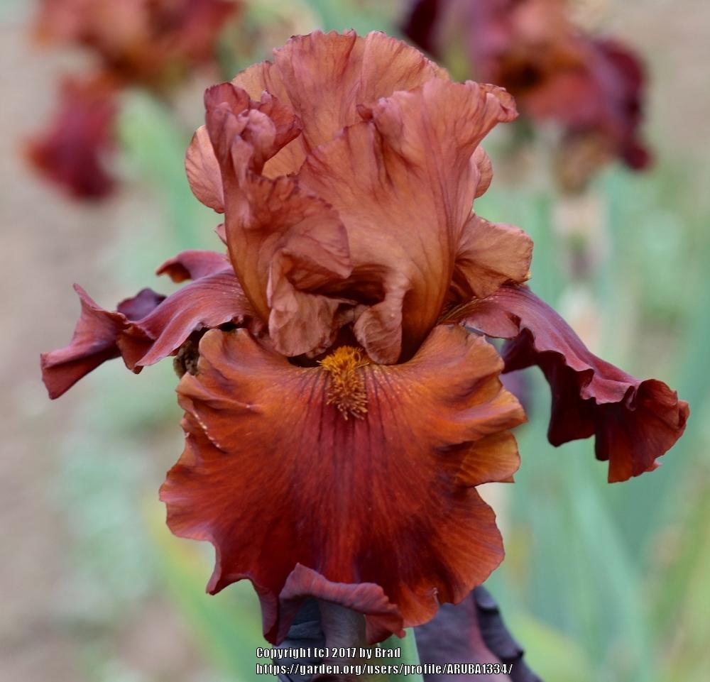Photo of Tall Bearded Iris (Iris 'Chocolatier') uploaded by ARUBA1334