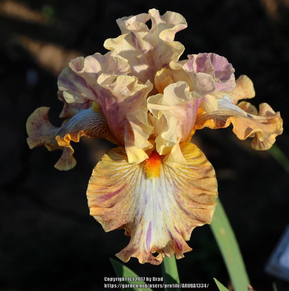Photo of Tall Bearded Iris (Iris 'Big Break') uploaded by ARUBA1334