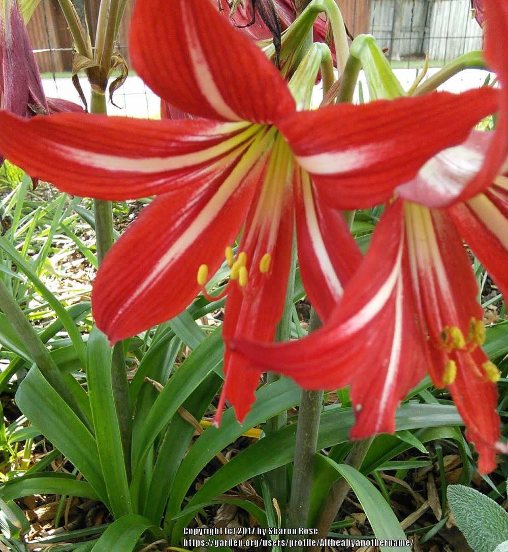 Photo of St. Joseph's Lily (Hippeastrum x johnsonii) uploaded by Altheabyanothername