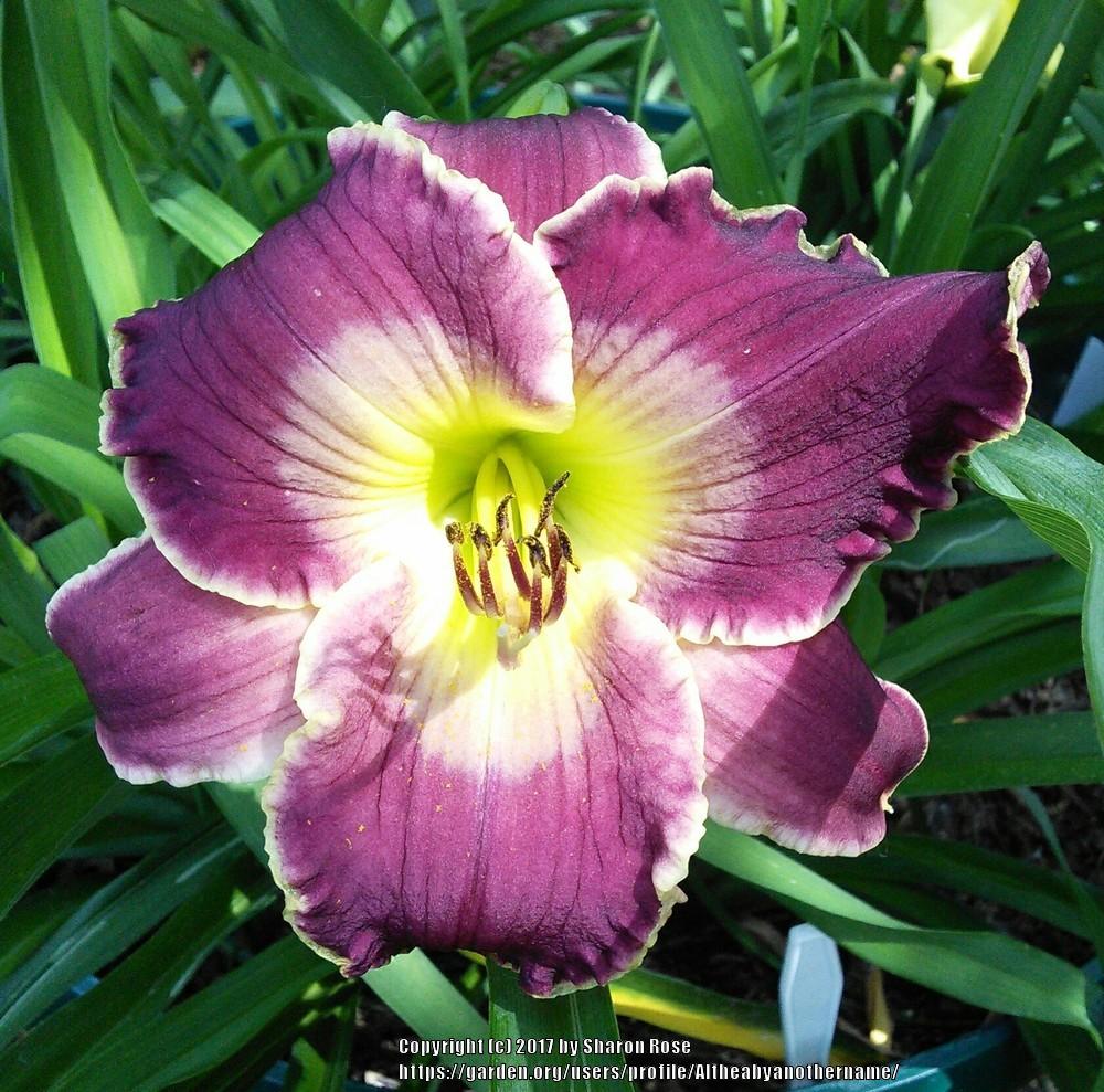 Photo of Daylily (Hemerocallis 'All of My Love to You') uploaded by Altheabyanothername