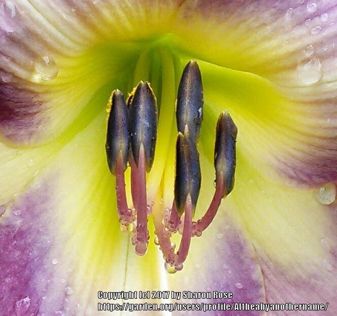 Photo of Daylily (Hemerocallis 'Majestic Hue') uploaded by Altheabyanothername