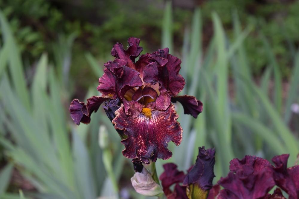 Photo of Tall Bearded Iris (Iris 'Front of the Line') uploaded by Dachsylady86
