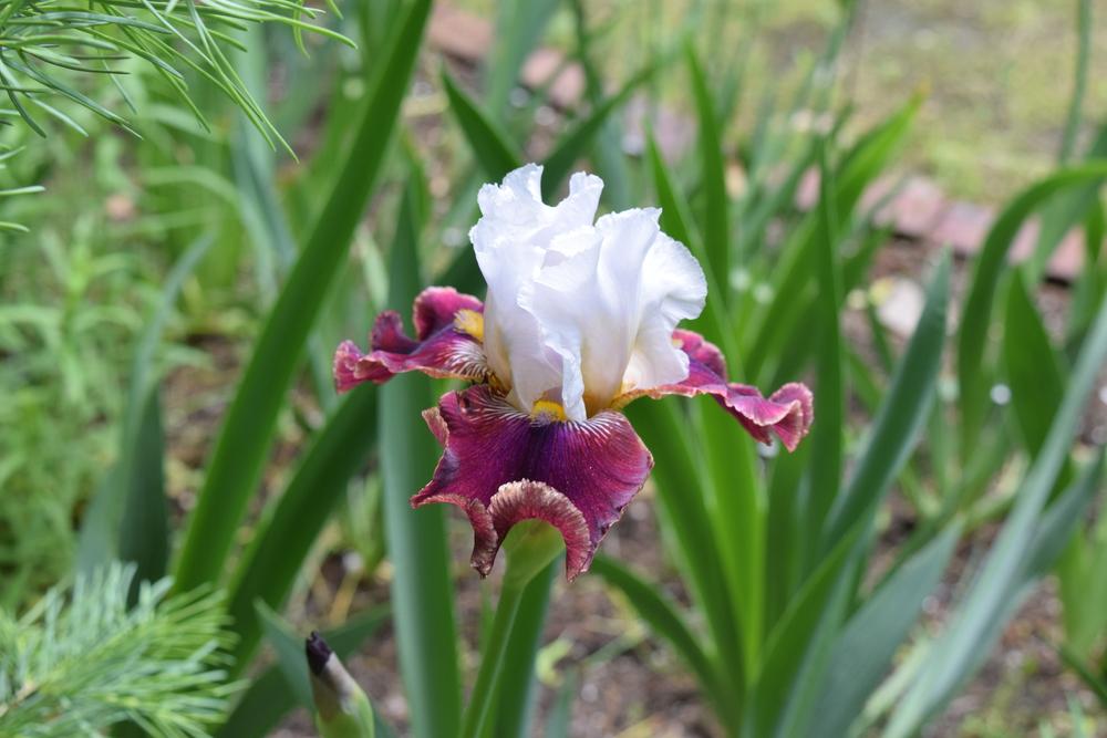 Photo of Tall Bearded Iris (Iris 'Blaze Valley') uploaded by Dachsylady86