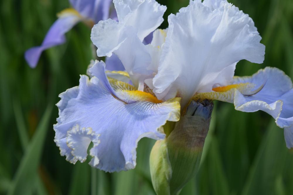 Photo of Tall Bearded Iris (Iris 'Hoptoit') uploaded by Dachsylady86