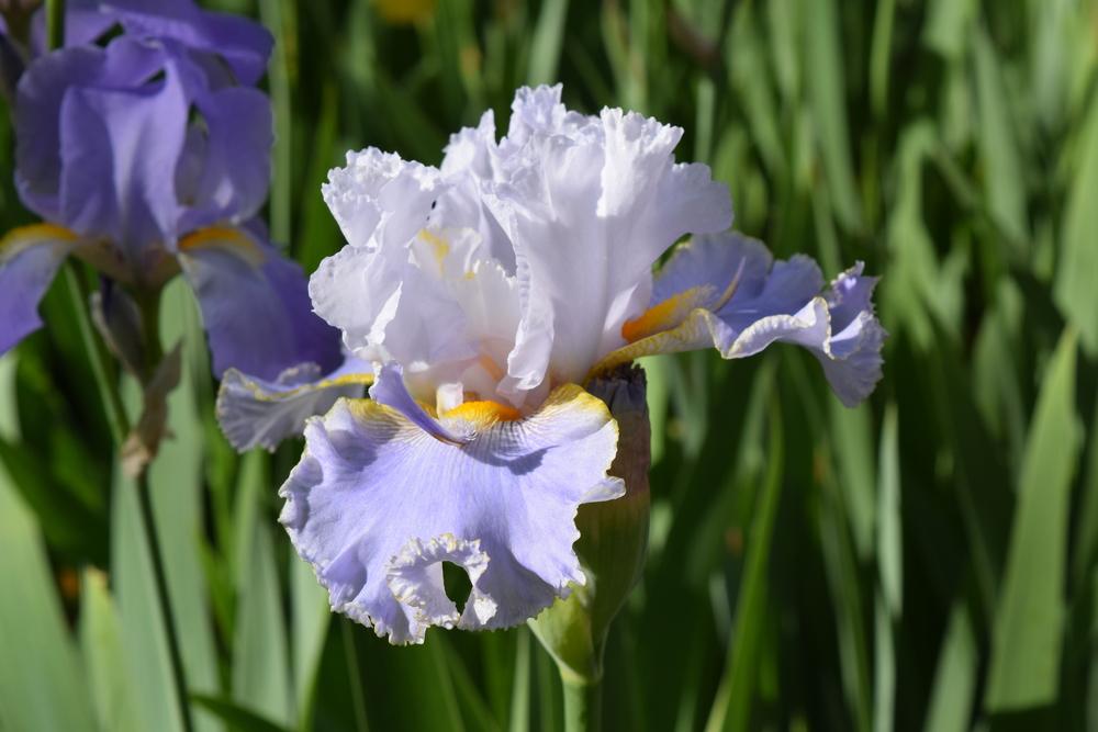 Photo of Tall Bearded Iris (Iris 'Hoptoit') uploaded by Dachsylady86