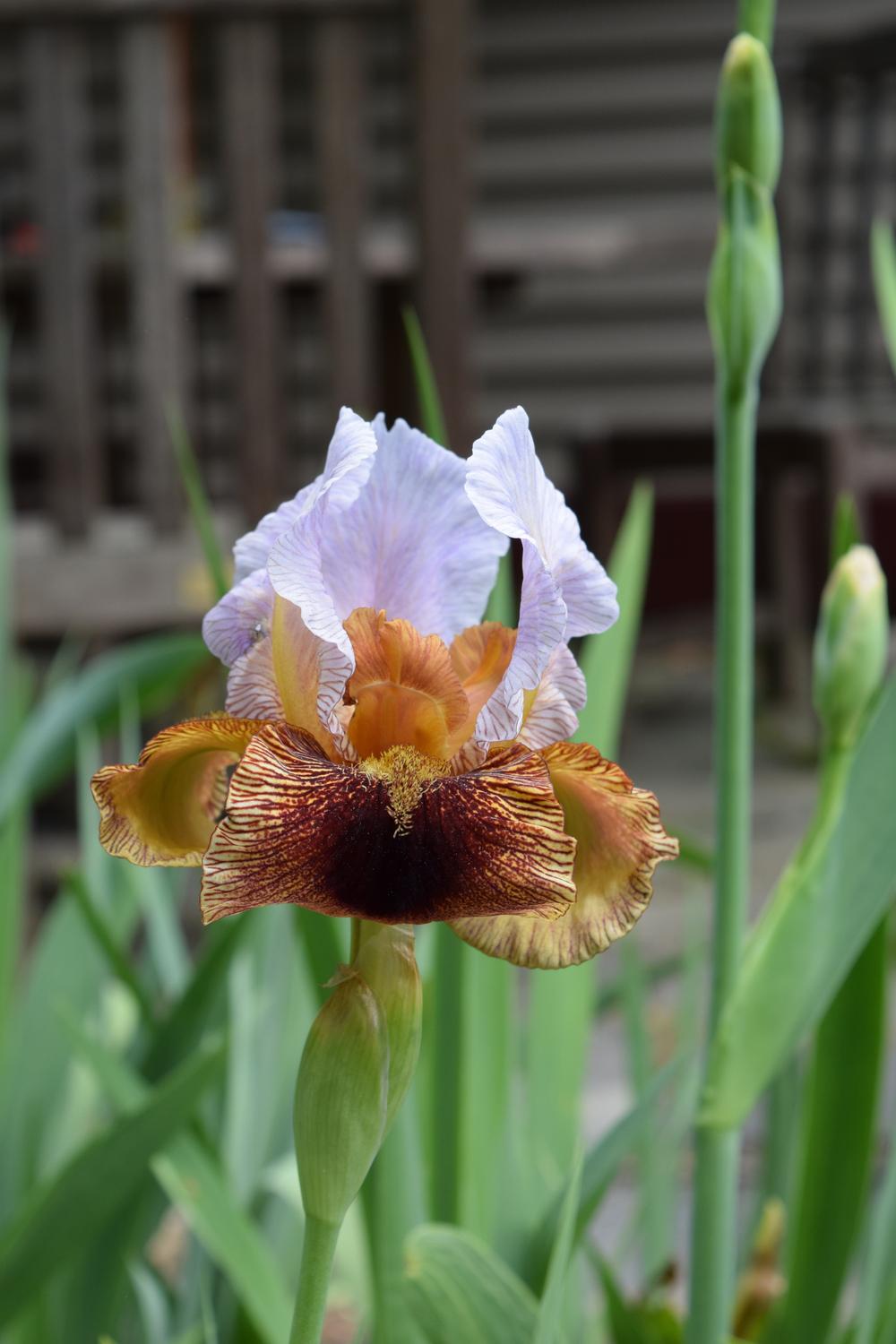 Photo of Arilbred Iris (Iris 'Aztec Prince') uploaded by Dachsylady86