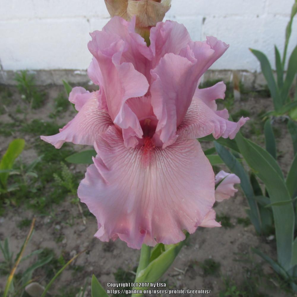 Photo of Tall Bearded Iris (Iris 'Star Appeal') uploaded by GreenIris