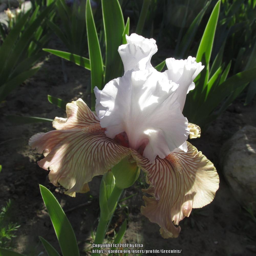 Photo of Tall Bearded Iris (Iris 'Tango Amigo') uploaded by GreenIris