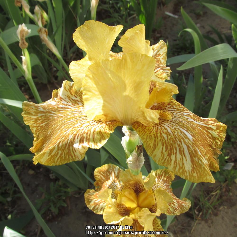 Photo of Tall Bearded Iris (Iris 'Tiger Honey') uploaded by GreenIris