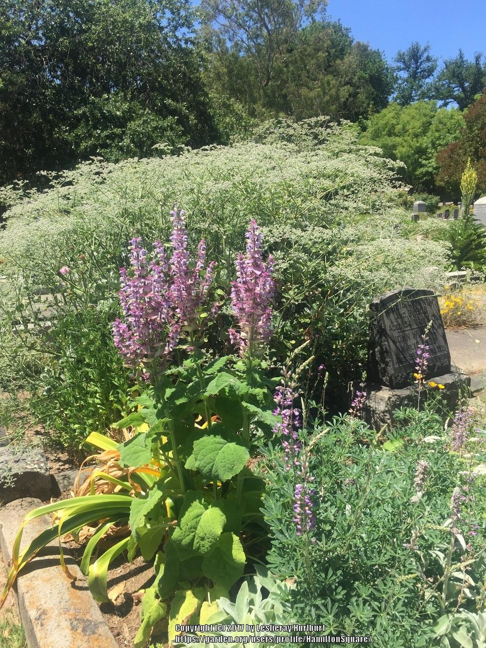 Photo of Clary Sage (Salvia sclarea 'Piemont') uploaded by HamiltonSquare