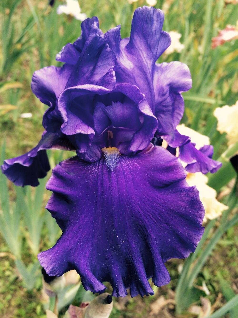 Photo of Tall Bearded Iris (Iris 'Pledge Allegiance') uploaded by Lbsmitty