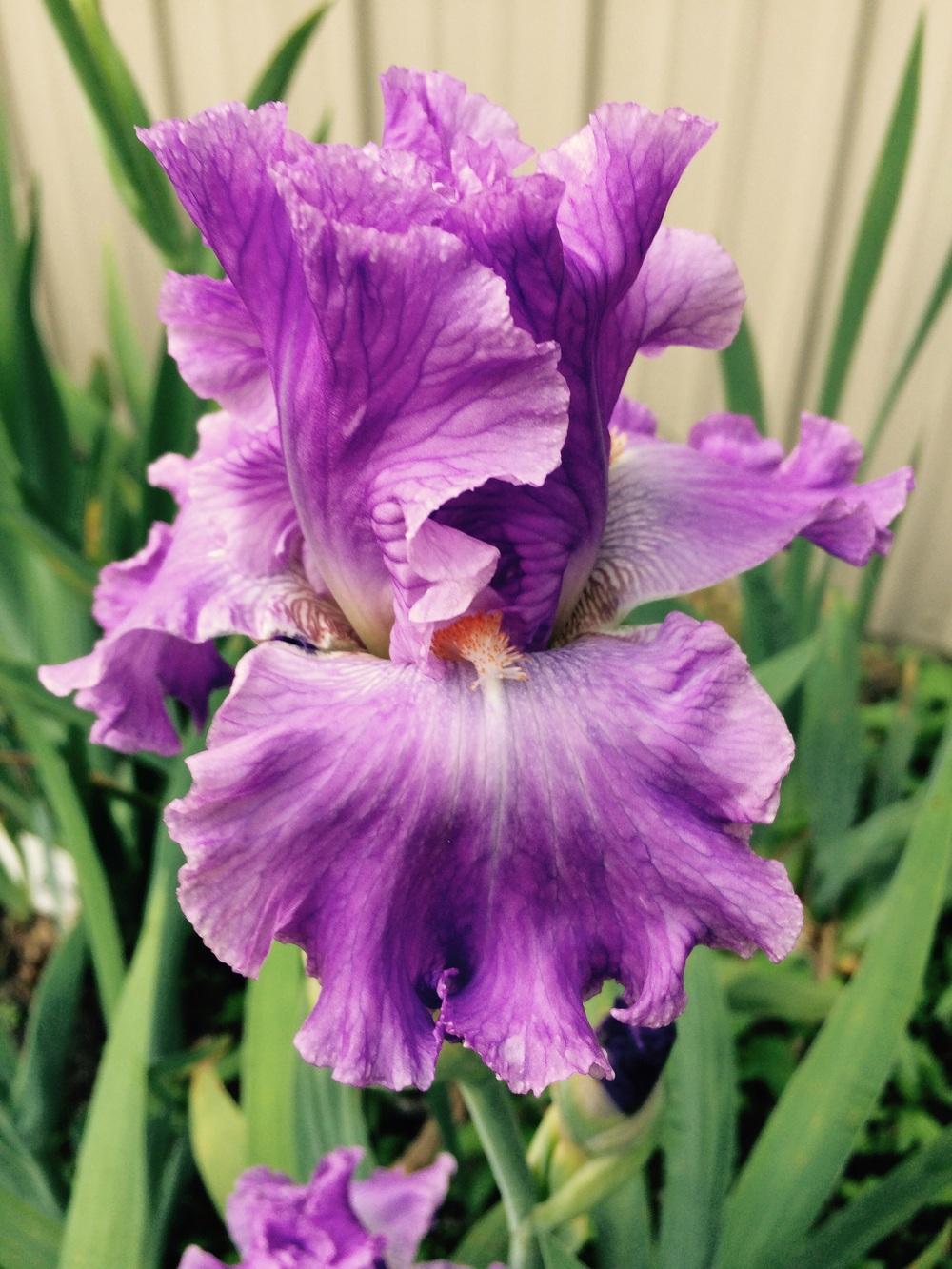 Photo of Tall Bearded Iris (Iris 'Excuse Me Darling') uploaded by Lbsmitty
