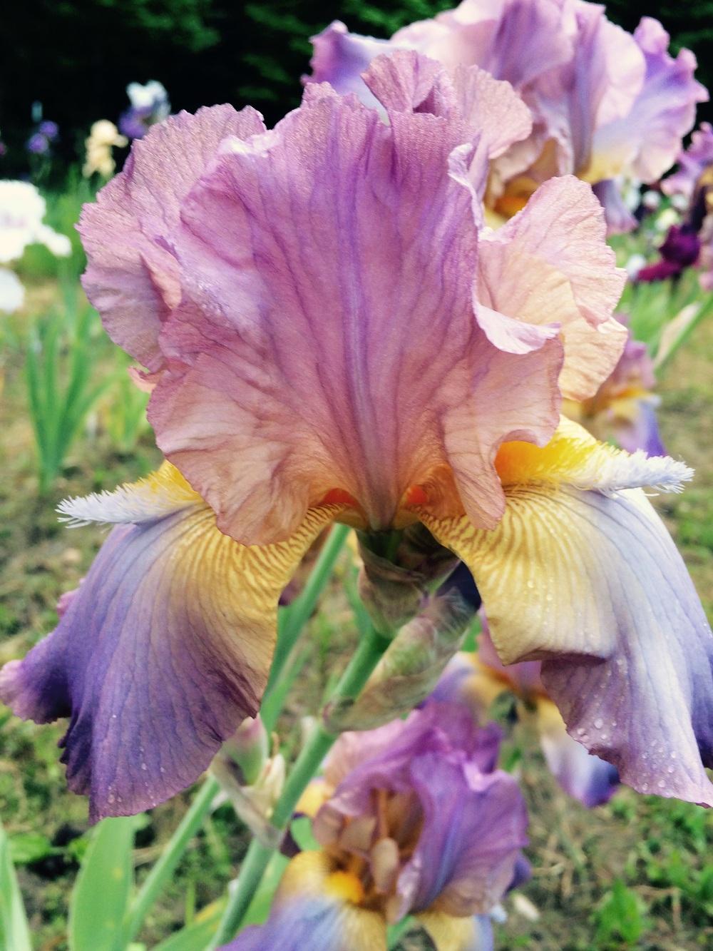 Photo of Tall Bearded Iris (Iris 'Durham Dream') uploaded by Lbsmitty