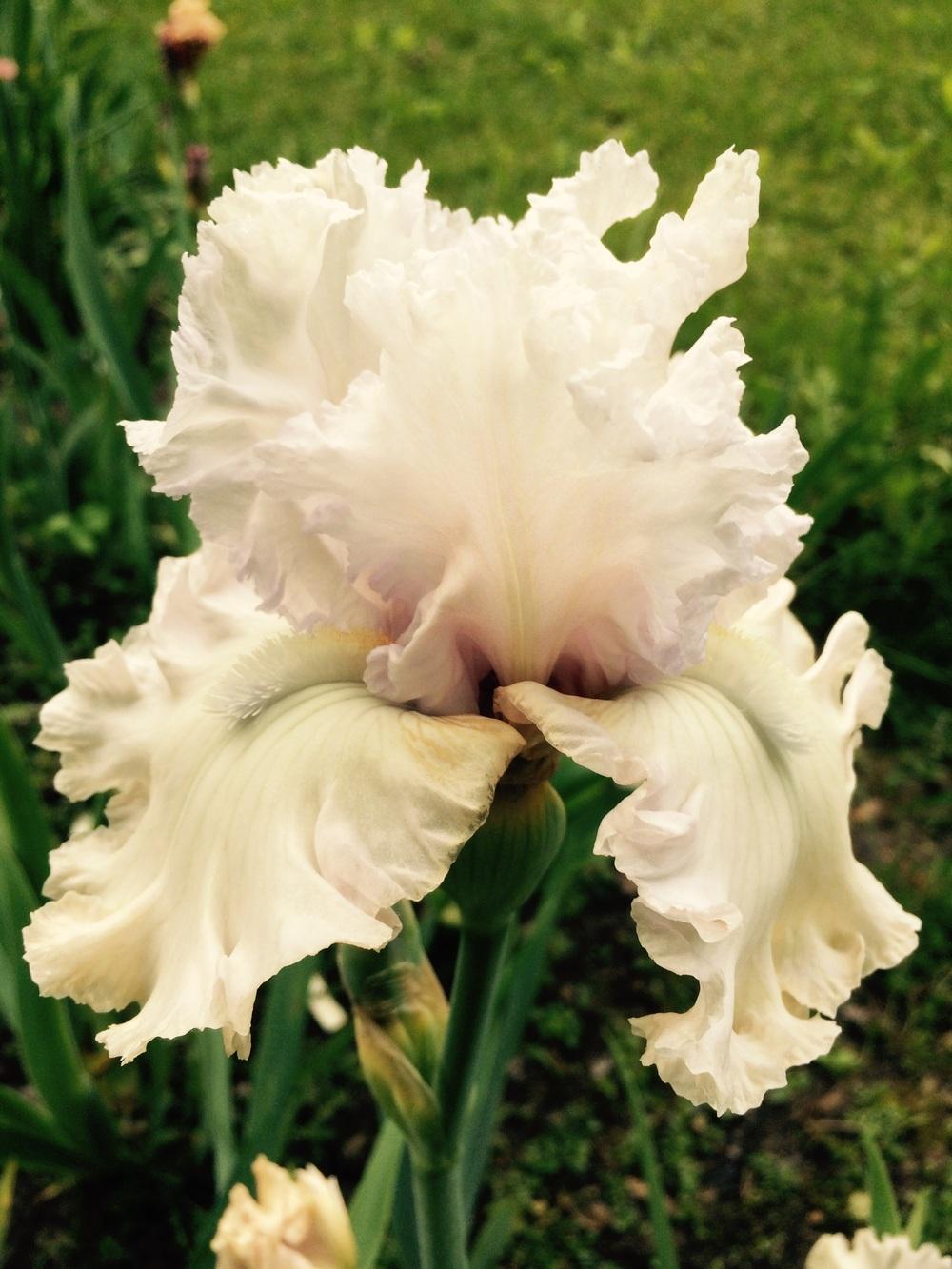 Photo of Tall Bearded Iris (Iris 'Venetian Glass') uploaded by Lbsmitty