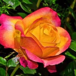Location: Fellows Riverside Gardens, Youngstown, Ohio
Date: 2017-06-03
Love And Peace Rose 001