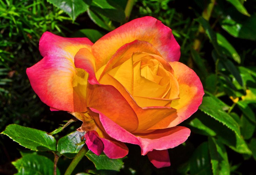 Photo of Rose (Rosa 'Love & Peace') uploaded by dawiz1753