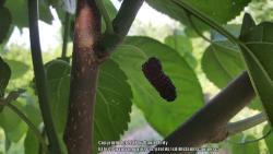 Thumb of 2017-06-03/ediblelandscapingsc/47052c