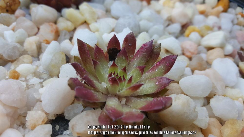 Photo of Hen and Chicks (Sempervivum 'Oh My') uploaded by ediblelandscapingsc