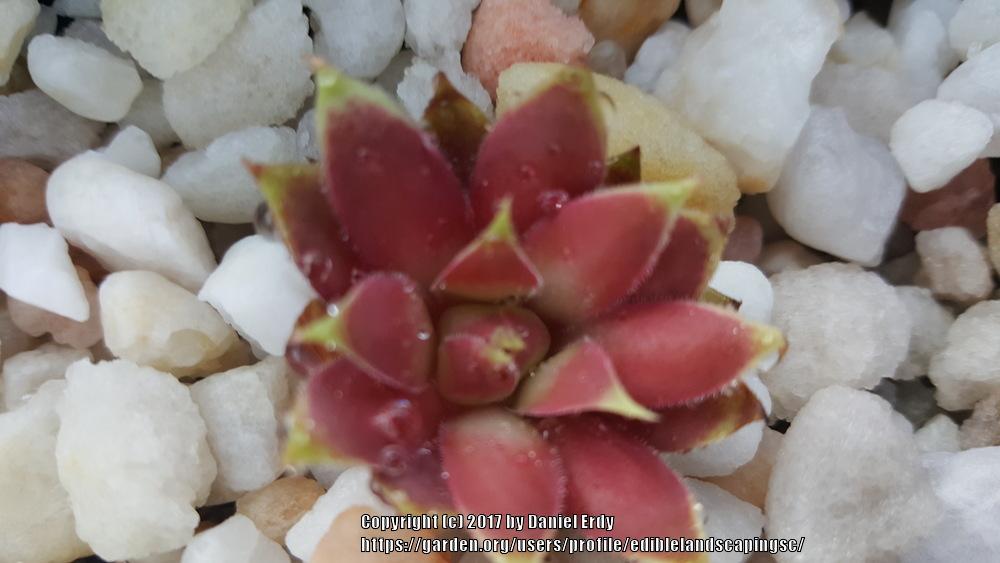 Photo of Hen and Chicks (Sempervivum 'Pacific Country Cousin') uploaded by ediblelandscapingsc