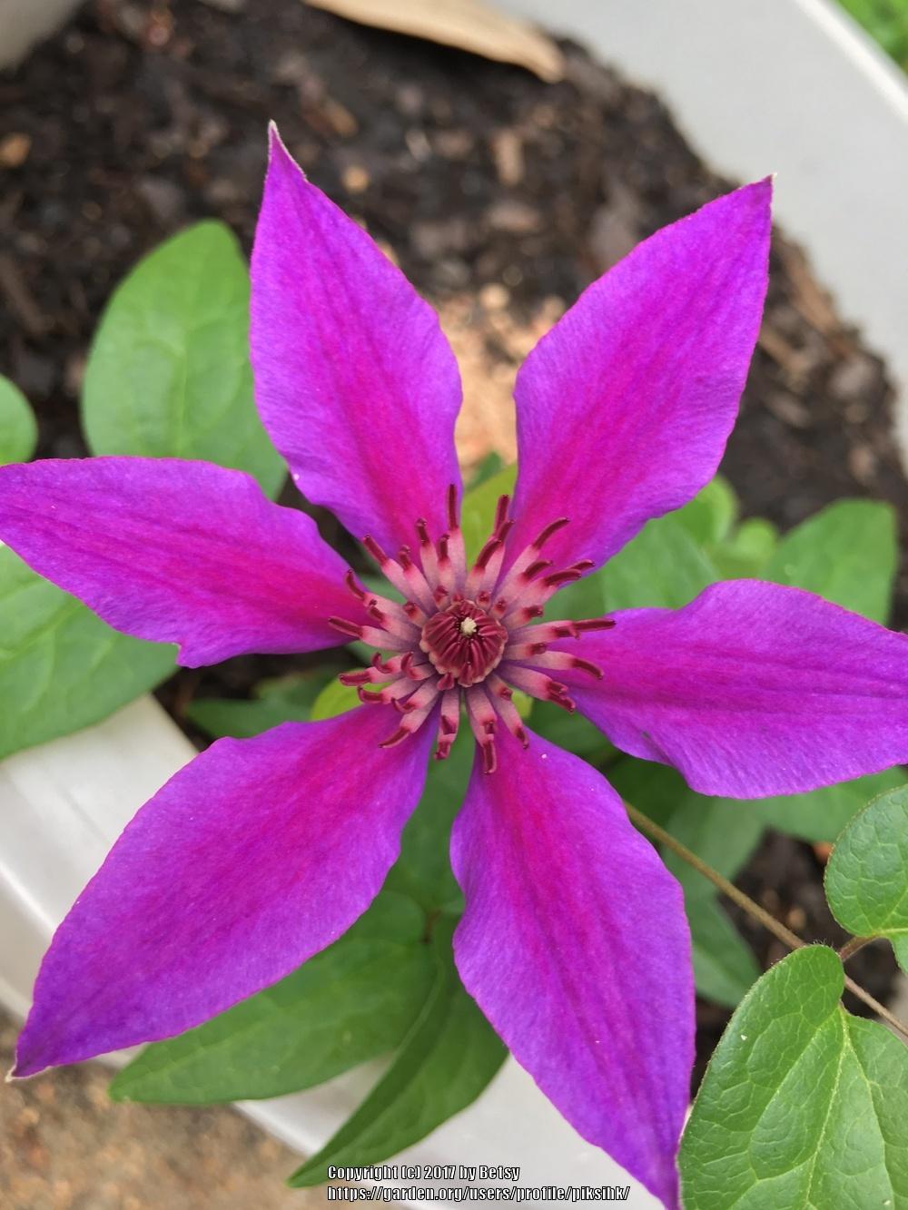 Photo of Clematis Ines™ uploaded by piksihk