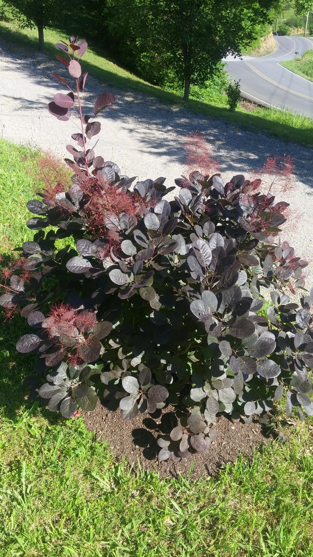 Photo of Purple Smoke Tree (Cotinus coggygria 'Royal Purple') uploaded by plantcollector