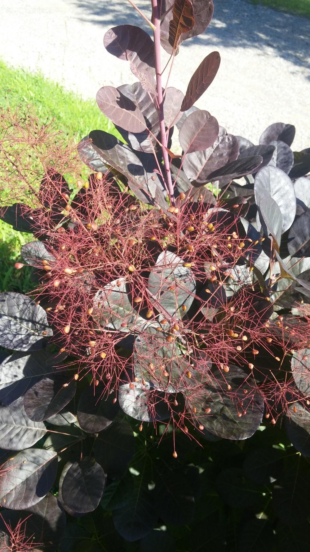Photo of Purple Smoke Tree (Cotinus coggygria 'Royal Purple') uploaded by plantcollector