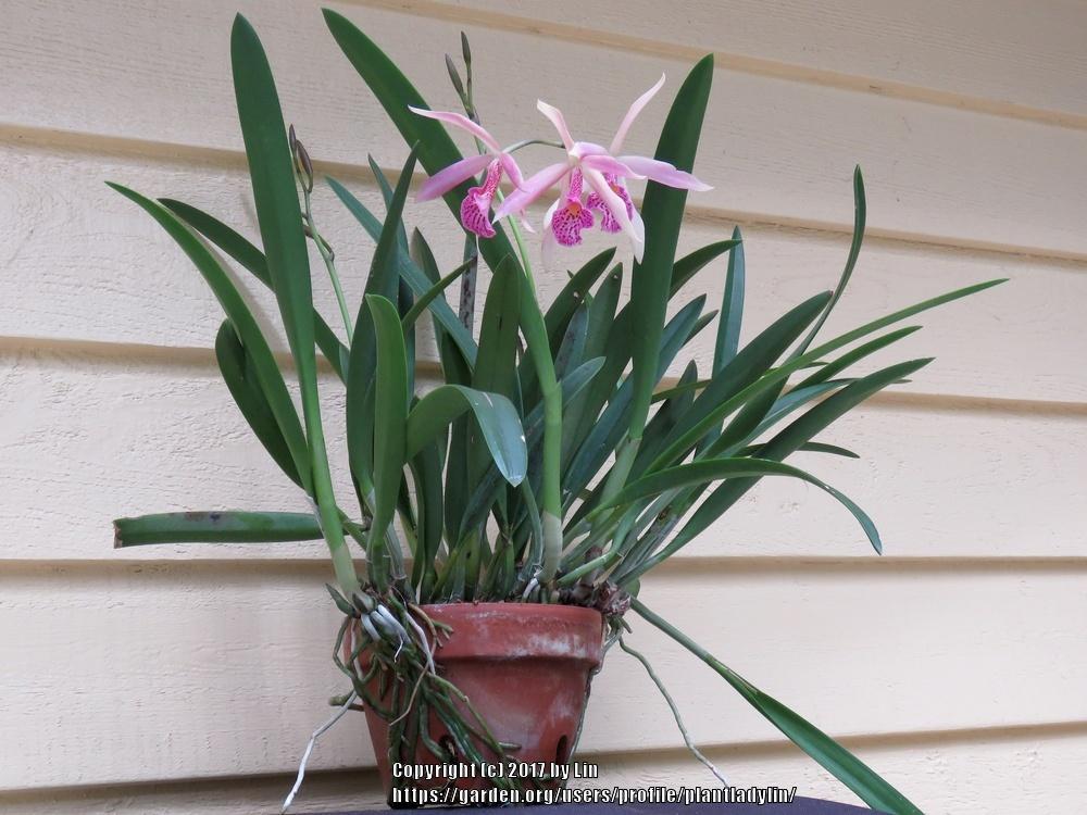 Photo of Orchid (Brassocattleya Sunset Glory) uploaded by plantladylin