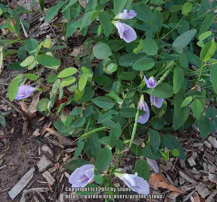 Photo of Butterfly Pea (Clitoria mariana) uploaded by stone