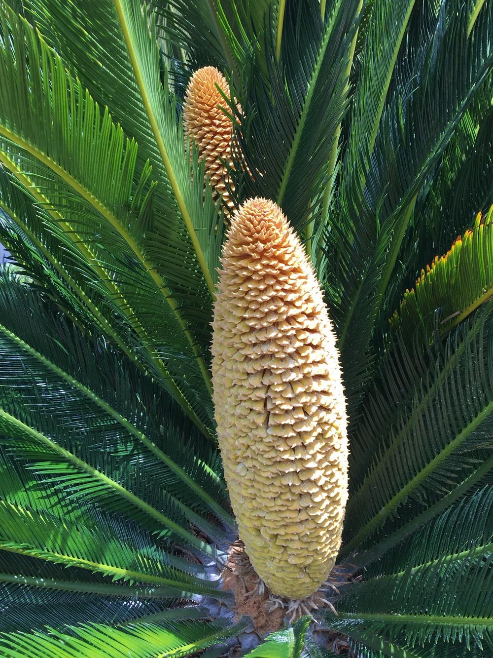 Photo of Sago Palm (Cycas revoluta) uploaded by sunkissed