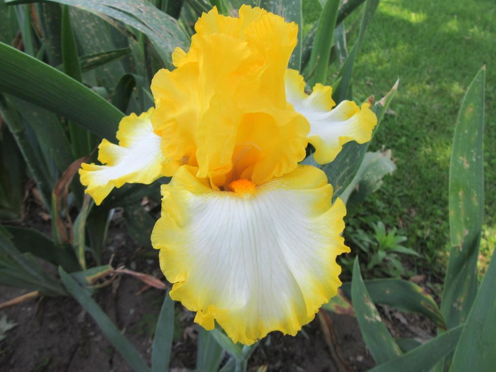 Photo of Tall Bearded Iris (Iris 'Around the Sun') uploaded by tveguy3