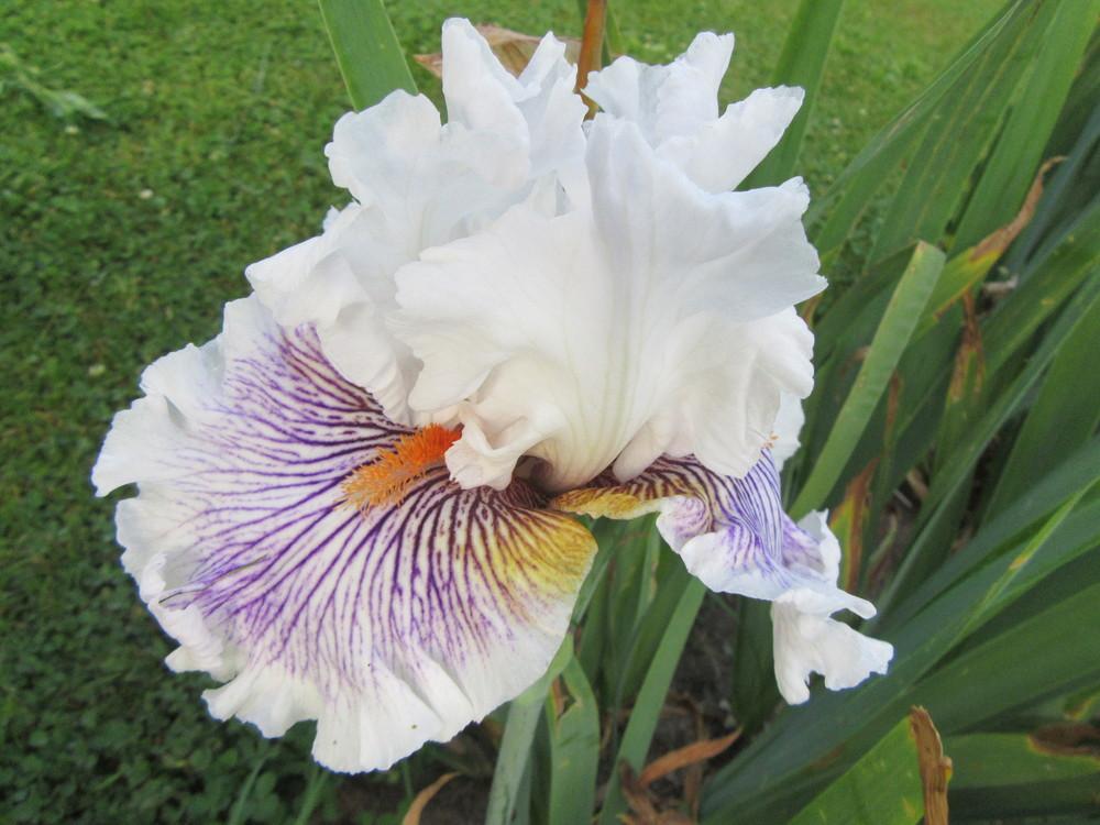 Photo of Tall Bearded Iris (Iris 'Berserk') uploaded by tveguy3