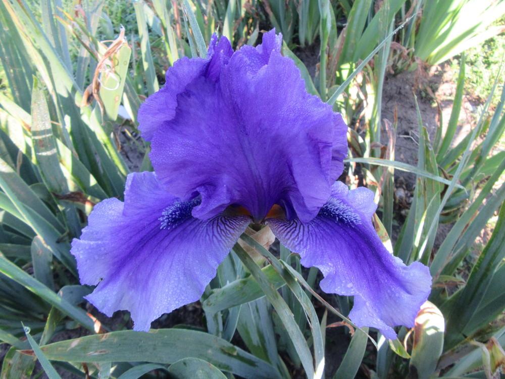 Photo of Tall Bearded Iris (Iris 'By Dawn’s Early Light') uploaded by tveguy3