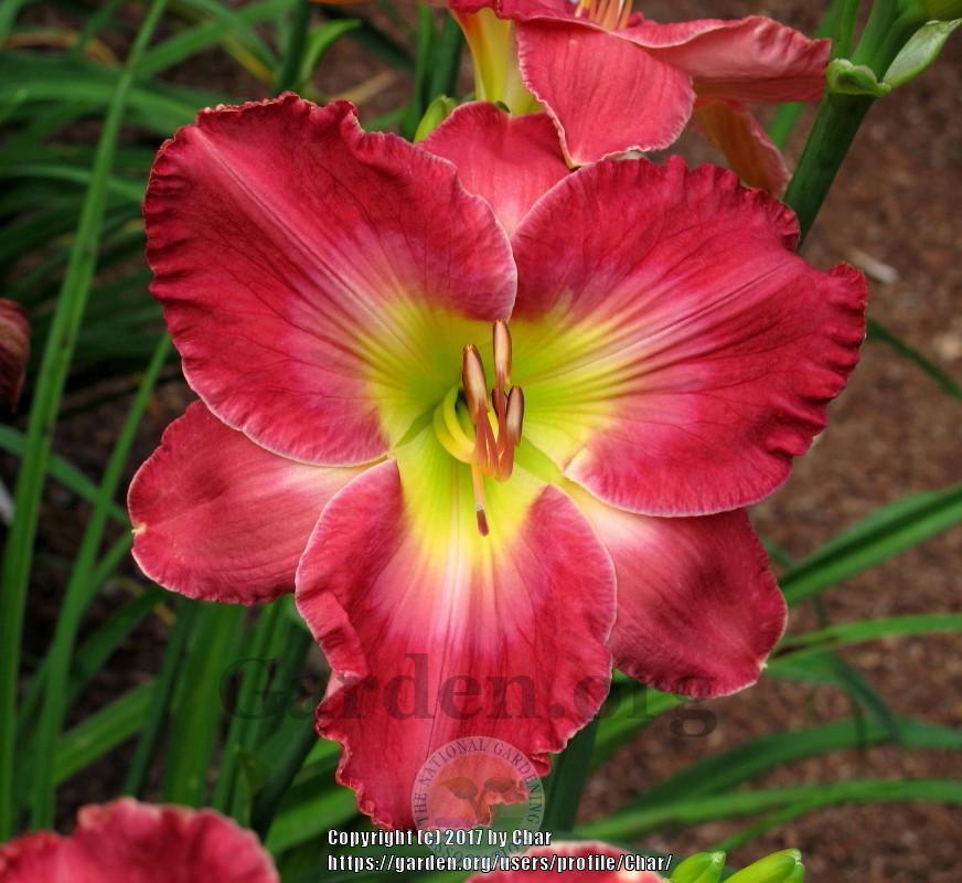Photo of Daylily (Hemerocallis 'Where There is Desire') uploaded by Char