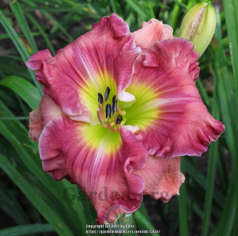 Photo of Daylily (Hemerocallis 'Til the Love Runs Out') uploaded by Char