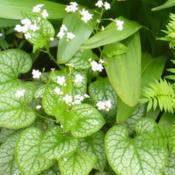  2:16 pm. A nice change for the Brunnera - white blossoms.