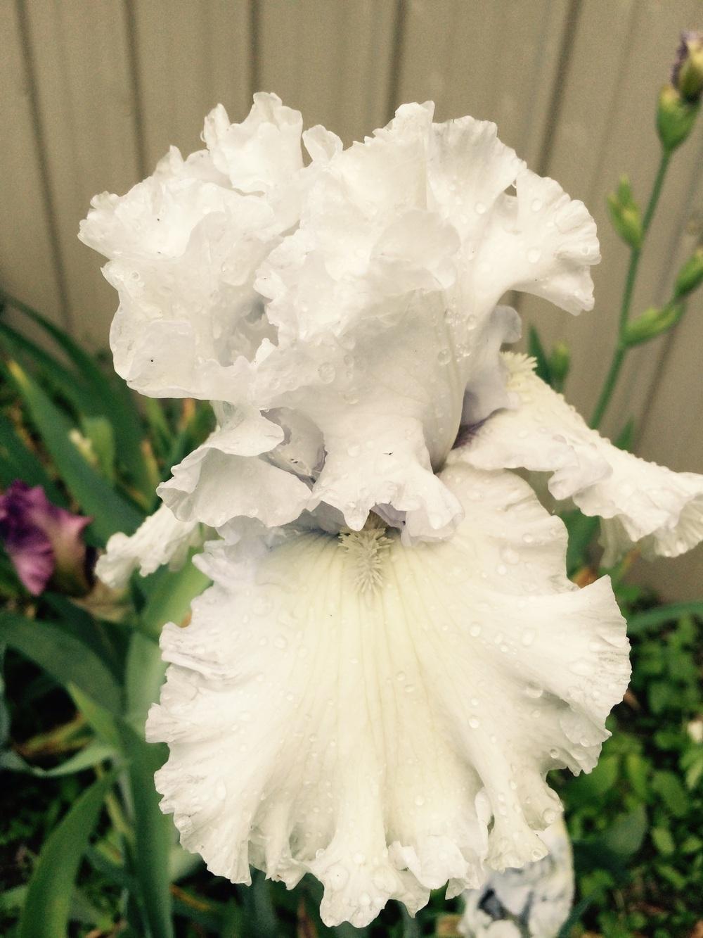 Photo of Tall Bearded Iris (Iris 'Civility') uploaded by Lbsmitty