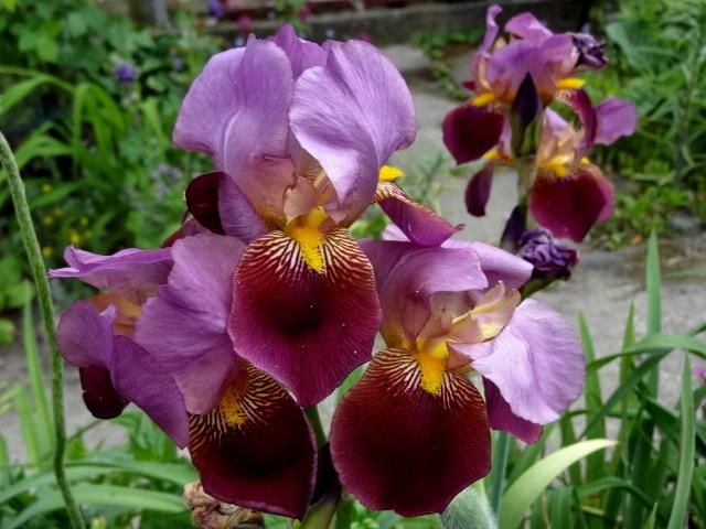 Photo of Tall Bearded Iris (Iris 'Morning Splendor') uploaded by Orsola