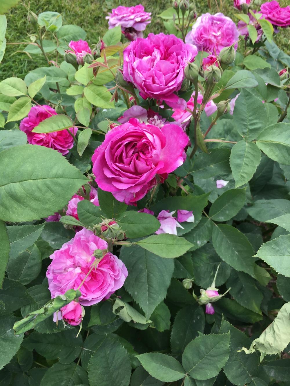 Photo of Rose (Rosa 'Reine des Violettes') uploaded by Rebekah