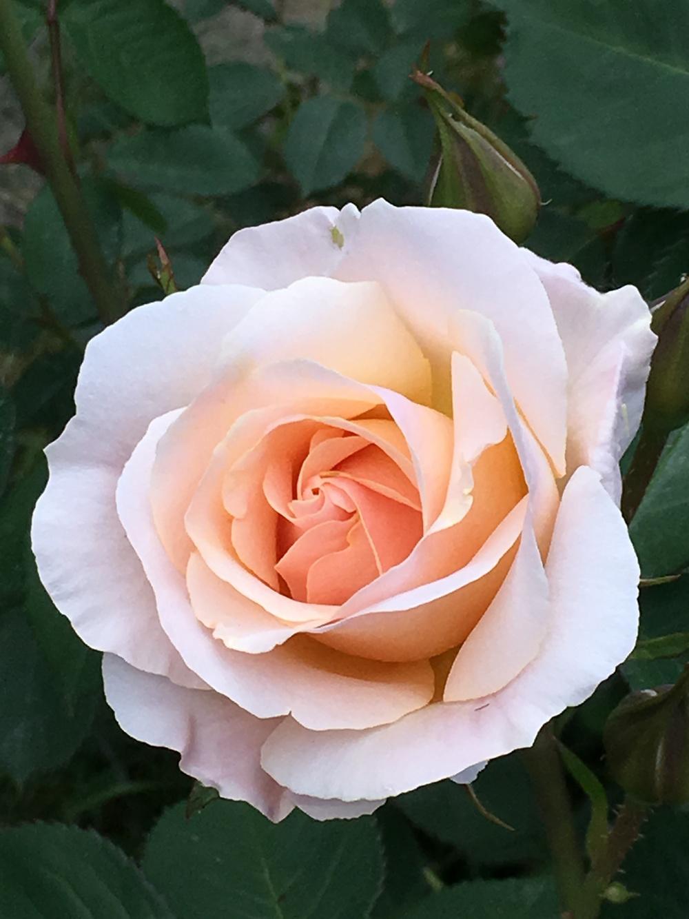 Photo of Rose (Rosa 'Pretty Lady') uploaded by Rebekah