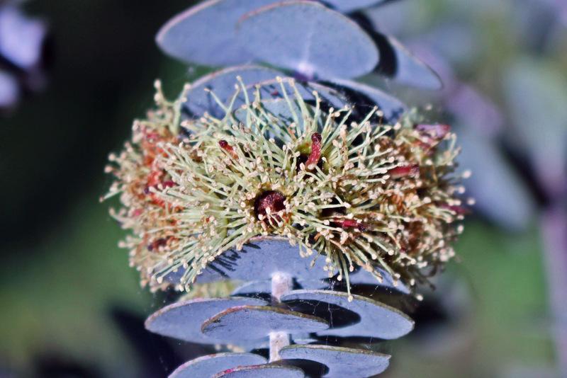 Photo of Kruse's Mallee (Eucalyptus kruseana) uploaded by RuuddeBlock
