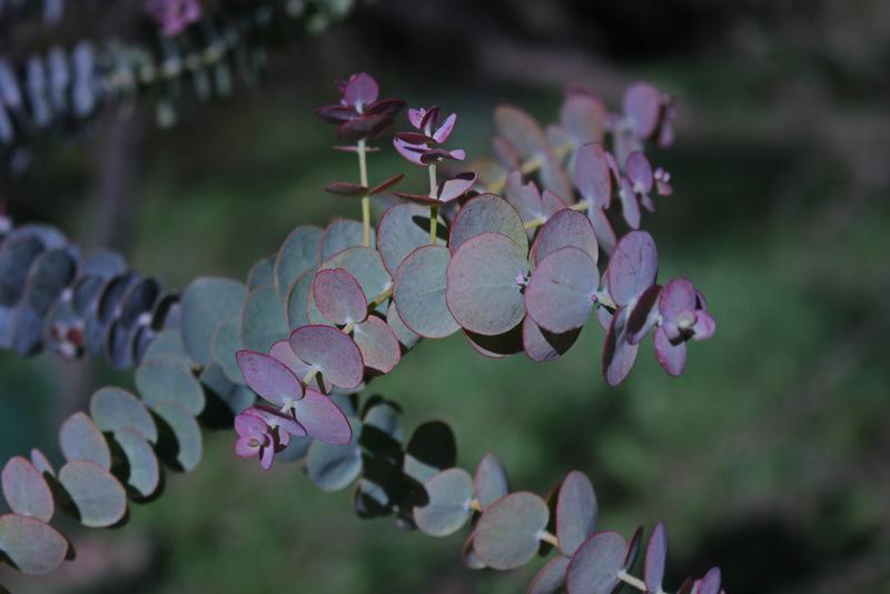 Photo of Kruse's Mallee (Eucalyptus kruseana) uploaded by RuuddeBlock
