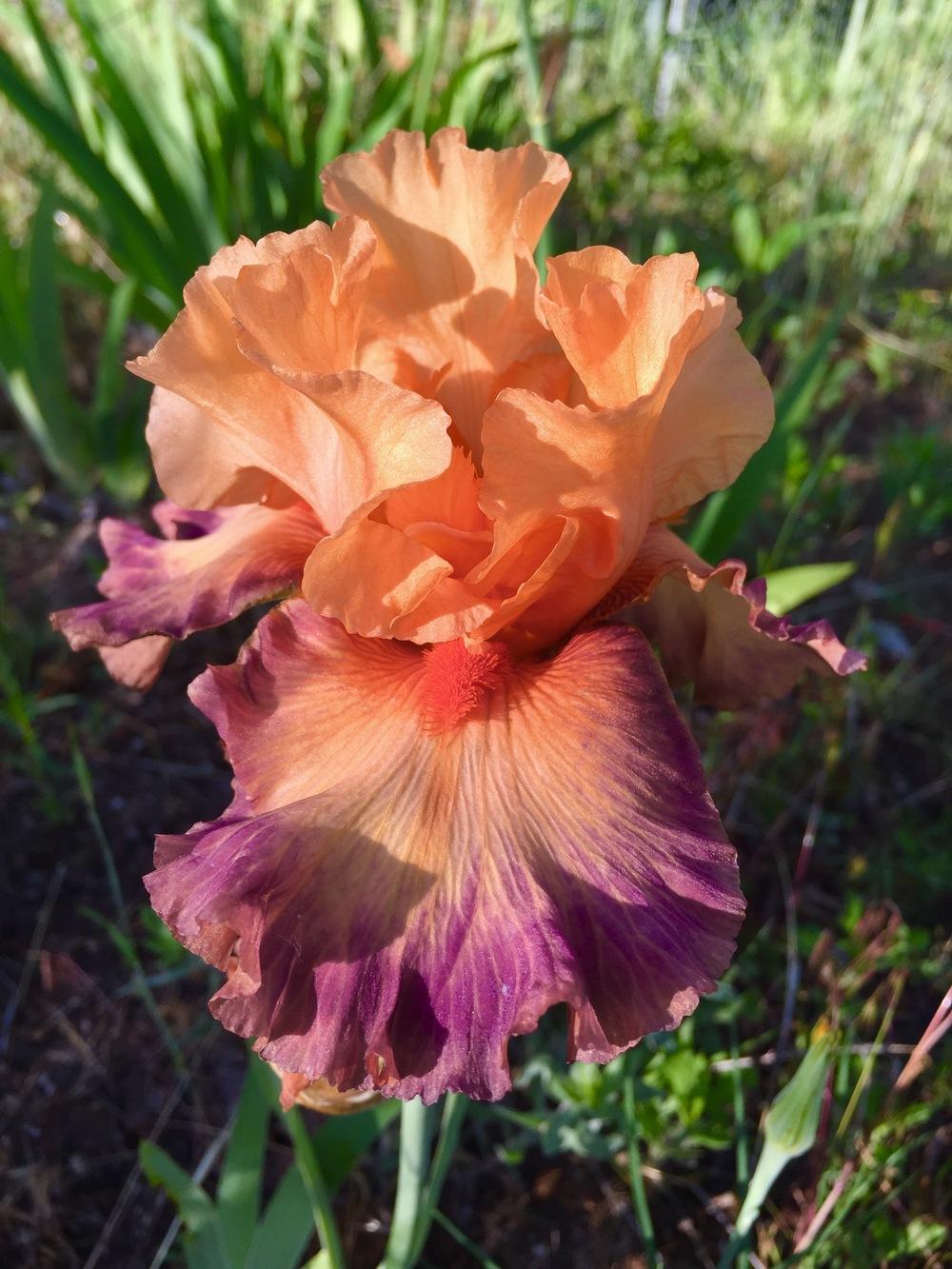 Photo of Tall Bearded Iris (Iris 'Brazilian Art') uploaded by SpringGreenThumb