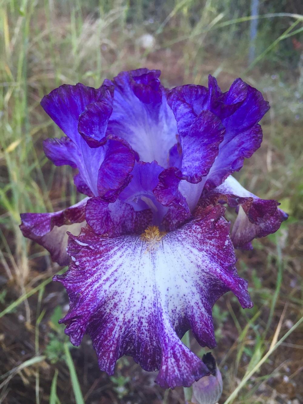 Photo of Tall Bearded Iris (Iris 'Ball of Confusion') uploaded by SpringGreenThumb